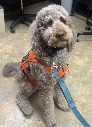 Dez, therapy dog