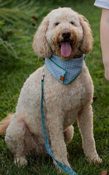 Huey, therapy dog